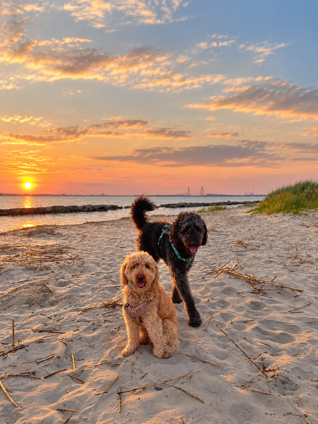 Two dogs on a Mount Pleasant waterfront at sunset with the Ravenel Bridge in the distance